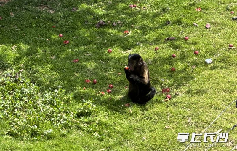 黑帽悬猴在吃果子。 黑帽悬猴在吃果子。