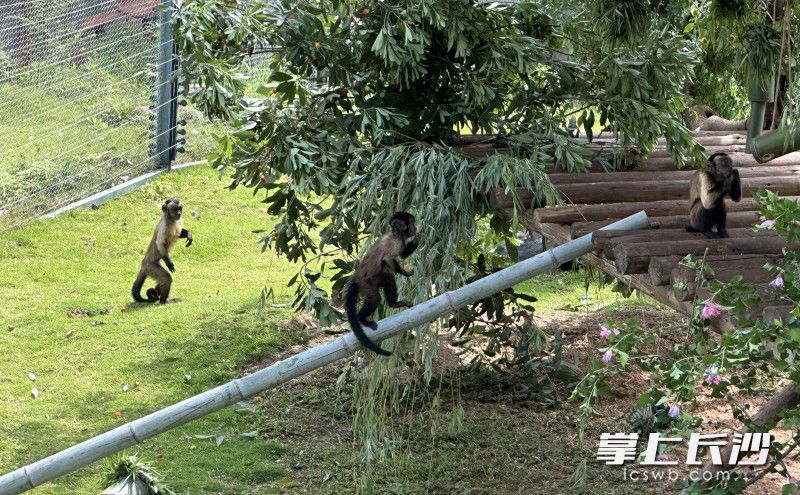 黑帽悬猴在“花果山”玩乐。 黑帽悬猴在“花果山”玩乐。