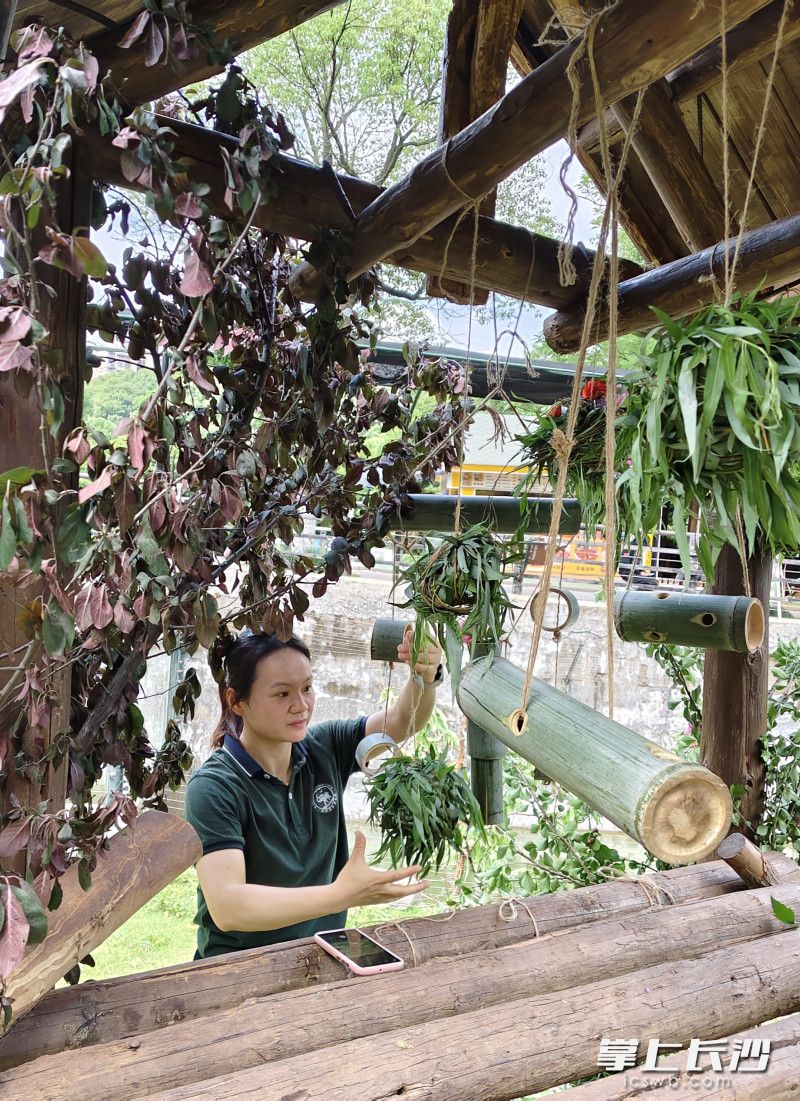 将竹筒饭悬挂起来。 将竹筒饭悬挂起来。