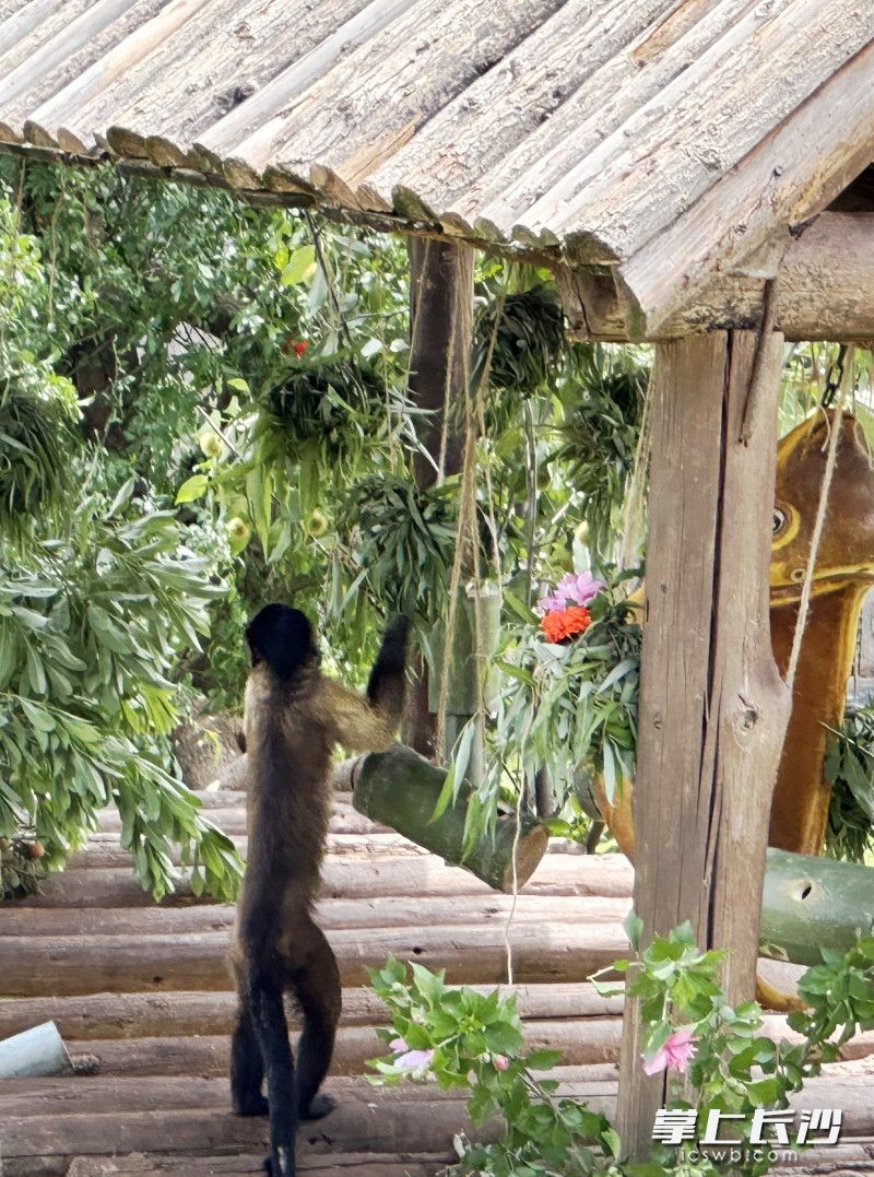 黑帽悬猴在取食。 黑帽悬猴在取食。