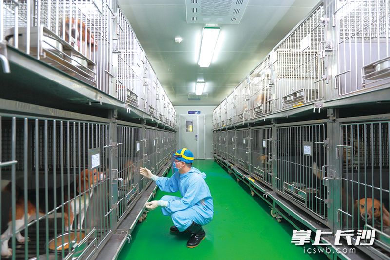 实验动物中心内，工作人员精心照料实验动物。图片均为通讯员 袁安 摄