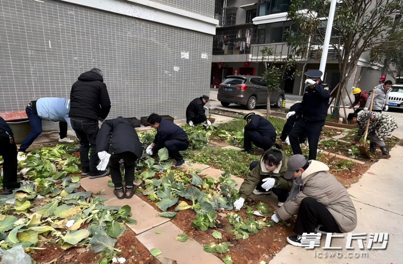 种花前的菜地整治行动。