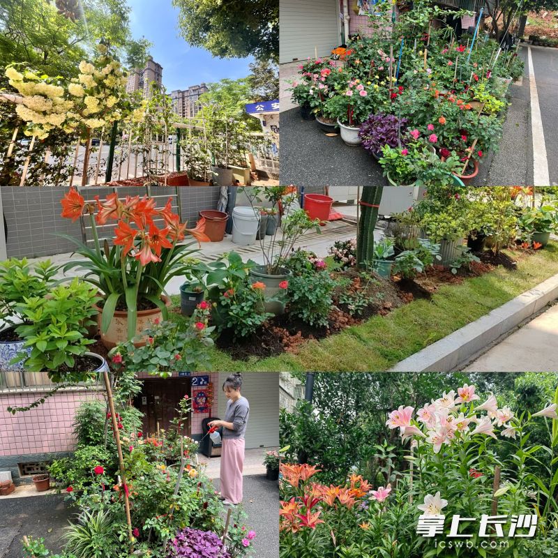 小区里的各色小花园。