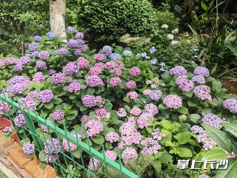 绣球开得热闹。照片均为长沙晚报通讯员 周柔 供图