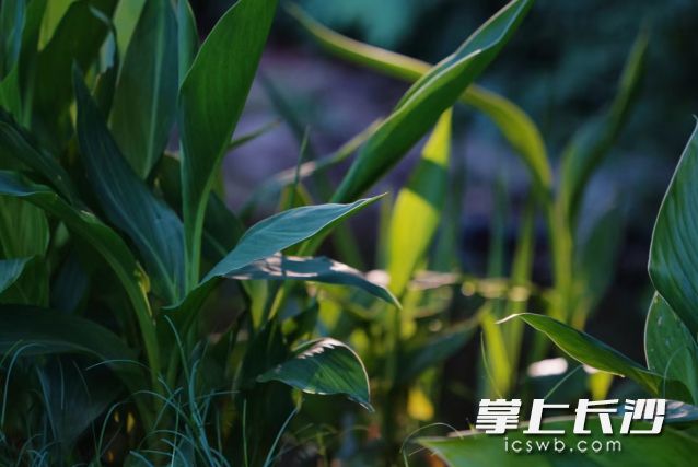 台风“蝴蝶”路径发展具有不确定性，市民朋友要注意随时关注天气预报。