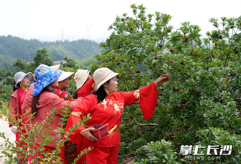 游客在杨梅基地体验采摘乐趣。 均为长沙晚报全媒体记者贺文兵、通讯员周娉摄 游客在杨梅基地体验采摘乐趣。 均为长沙晚报全媒体记者贺文兵、通讯员周娉摄