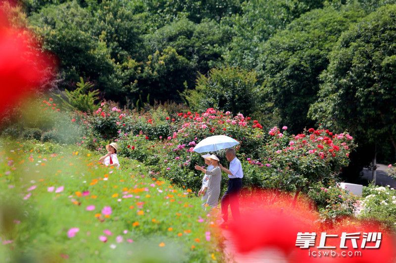 省植物园世界名花广场，数万株月季热烈绽放。 均为长沙晚报全媒体记者贺文兵摄