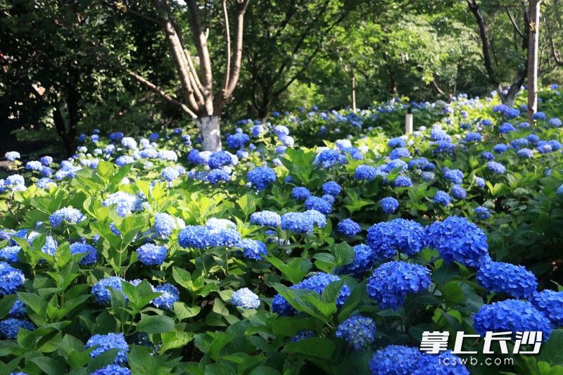 省植物园绣球花开，等你来打卡。 均为长沙晚报全媒体记者贺文兵摄