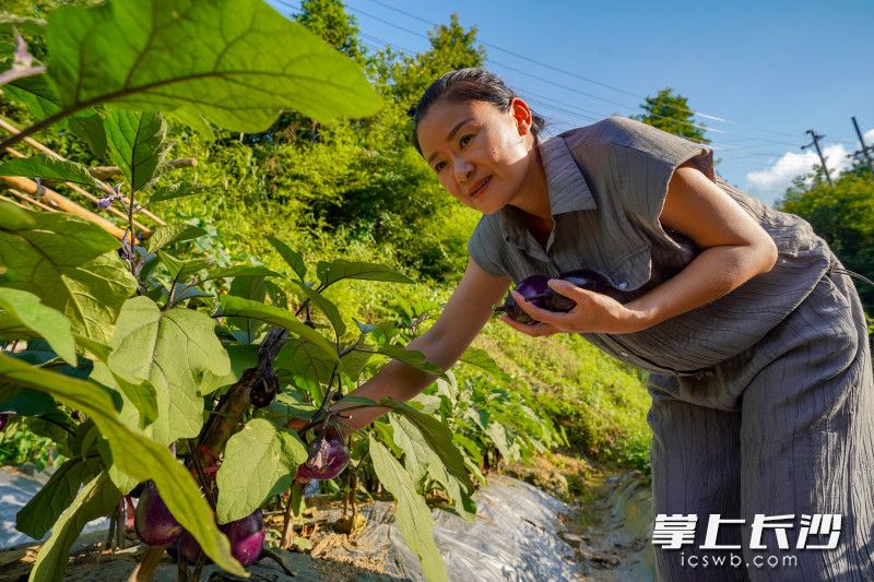 雅颜居民宿主理人鲁电在山谷里种下蔬菜，为往来游客提供天然可口的蔬菜美食，也为黑麋峰打响了文旅好口碑。