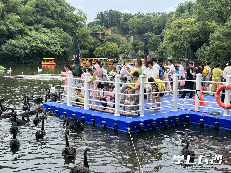中高考毕业生凭准考证免费游长沙生态动物园。 均为长沙晚报通讯员谭思敏摄