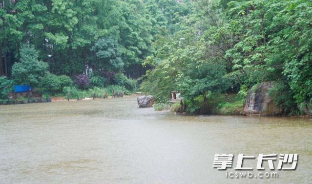本轮降雨过程仍将持续两天，24日白天中雨、晚上降雨渐止。长沙晚报全媒体记者 舒元臻摄