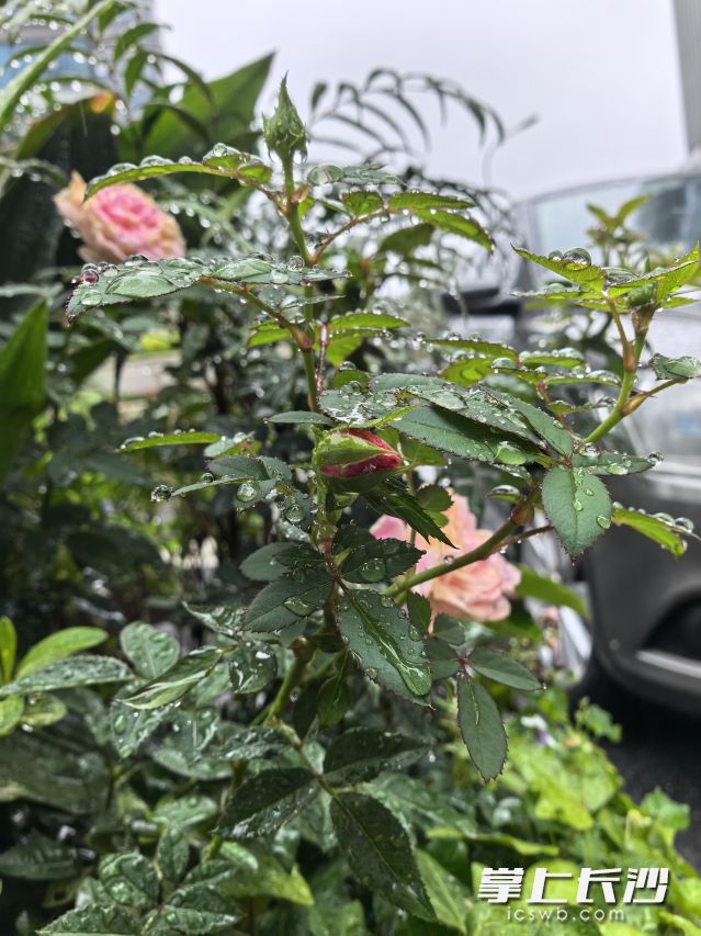虽然今天依旧有雨水影响，但强度明显减弱。  长沙晚报全媒体记者 舒元臻 摄