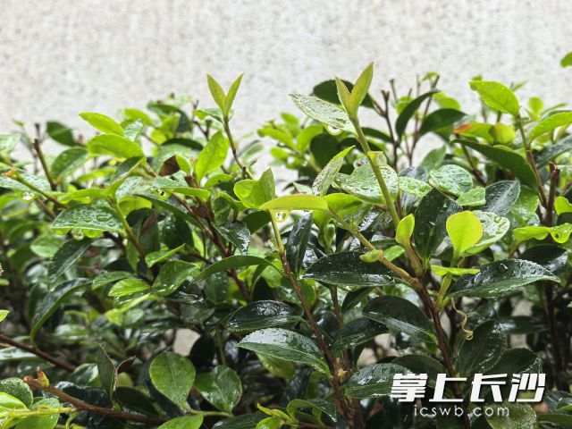 长沙主雨季结束后迎来高温天气。   长沙晚报全媒体记者 舒元臻 摄