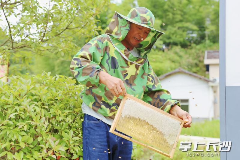 诱人的蜂蜜。