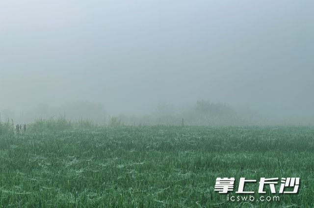 27日到28日降雨减弱，过程趋于结束。长沙晚报全媒体记者 舒元臻 摄