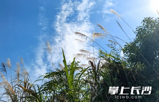 未来3天长沙都将以多云的天气为主，但要谨防雨水“突袭”。  长沙晚报全媒体记者 舒元臻 摄