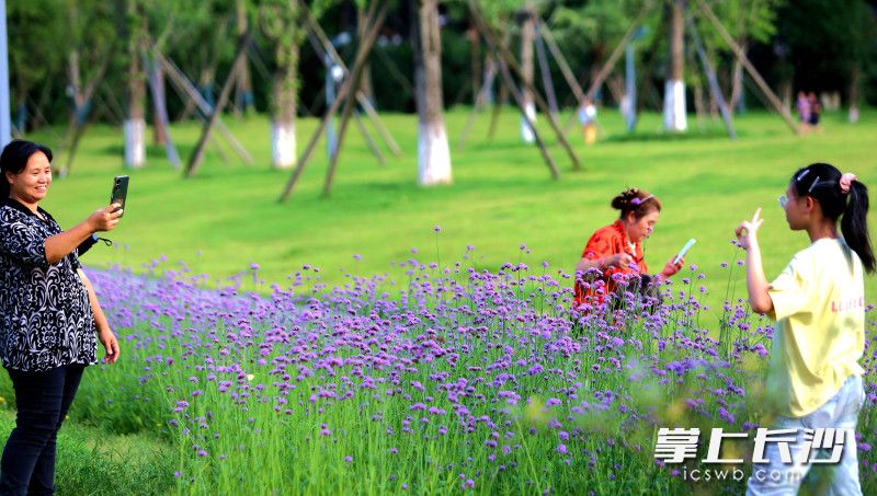 市民在湖南烈士公园赏花打卡。均为长沙晚报全媒体记者 贺文兵 摄