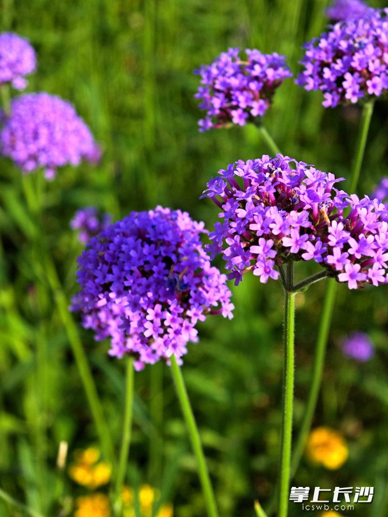 马鞭草花开得正艳。