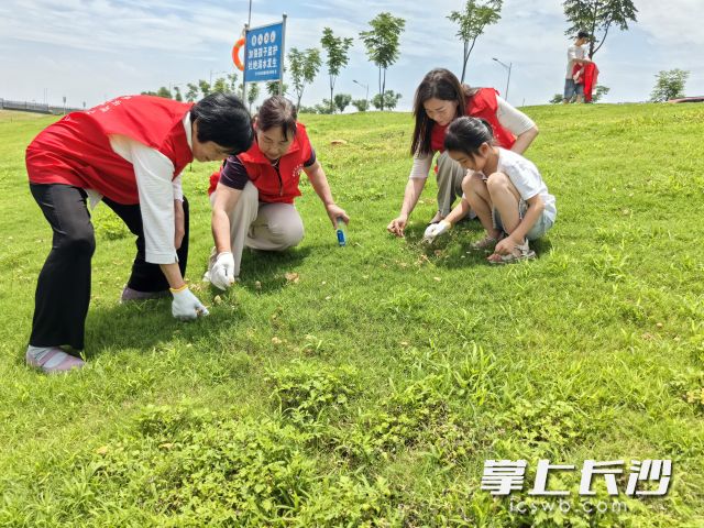 党员干部与居民志愿者组成清理小队对滨江路绿化带开展“地毯式”排查。 党员干部与居民志愿者组成清理小队对滨江路绿化带开展“地毯式”排查。