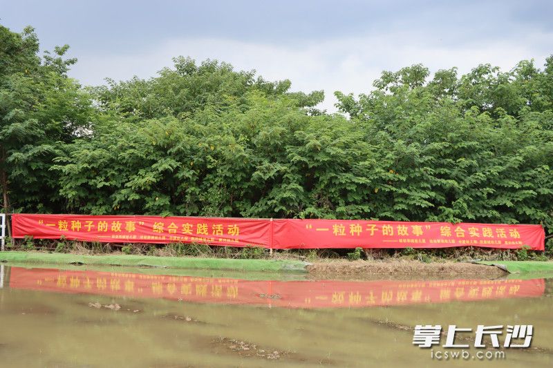 “一粒种子的故事”综合实践活动已连续开展四年。均为长沙晚报记者 张炎炎 摄