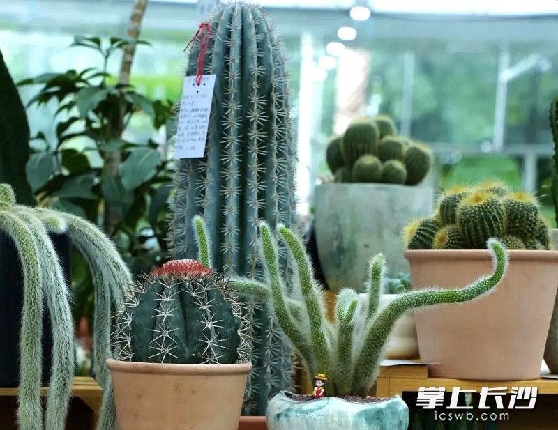 植物王国等你来打卡。图片均为长沙晚报通讯员 张皓然 王艳 陈俊伟 摄 植物王国等你来打卡。图片均为长沙晚报通讯员 张皓然 王艳 陈俊伟 摄