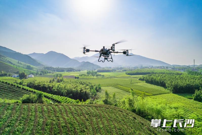 无人机在农业植保方面的应用。 受访者供图