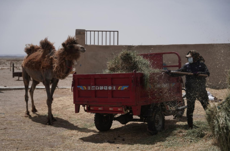 孟根悉心照顾着牧场里的骆驼，日复一日。通讯员 胡弘彪 摄