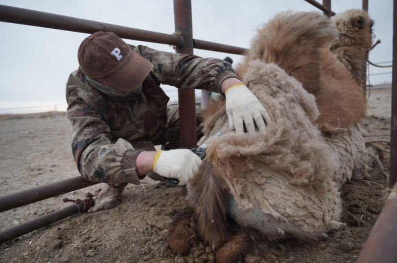 牧场里，工人正在给骆驼剪毛。 通讯员 胡弘彪 摄