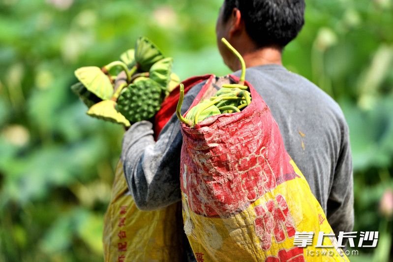 村民在采摘莲蓬。均为长沙晚报全媒体记者 贺文兵 通讯员 邹晨虎 摄影报道
