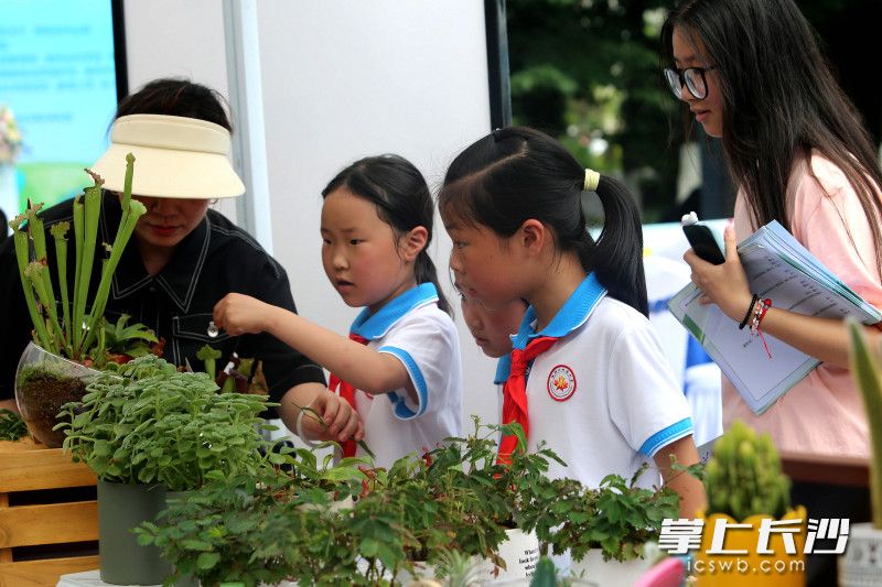 孩子们在省植物园探寻植物奥秘。 均为长沙晚报全媒体记者贺文兵摄