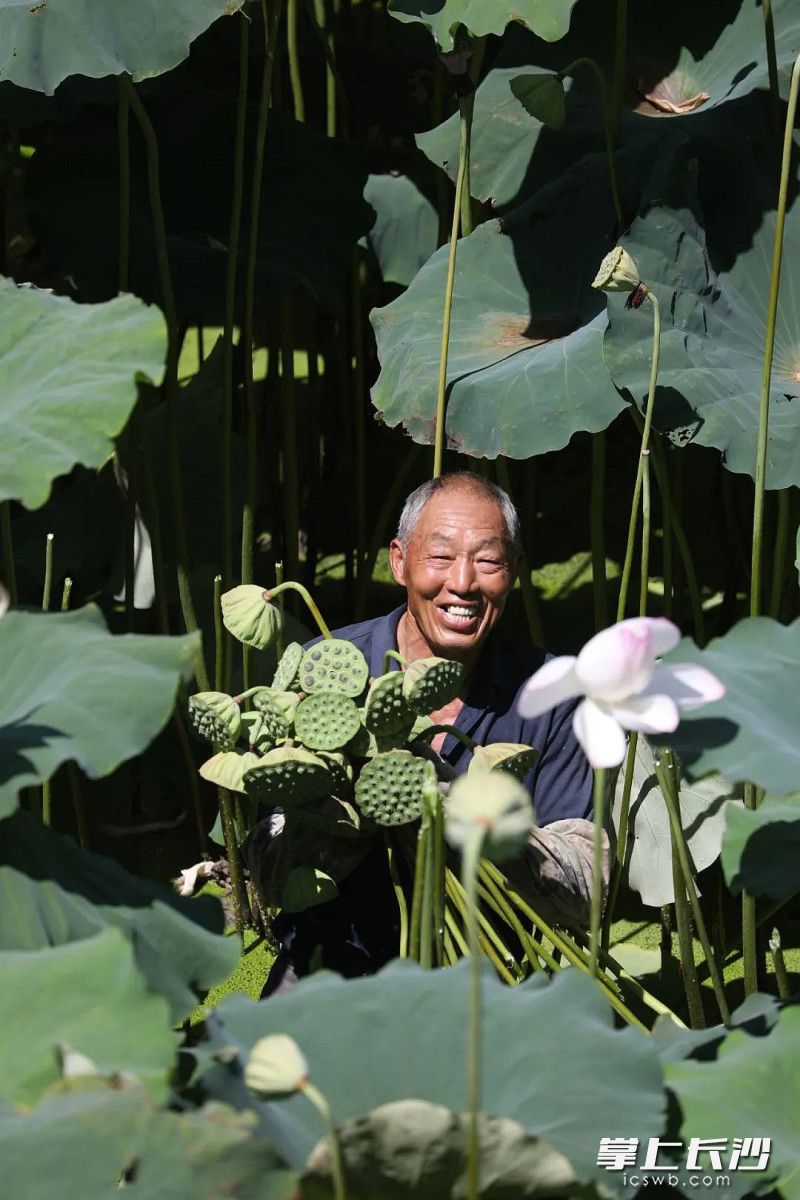 荷田又迎丰收季。