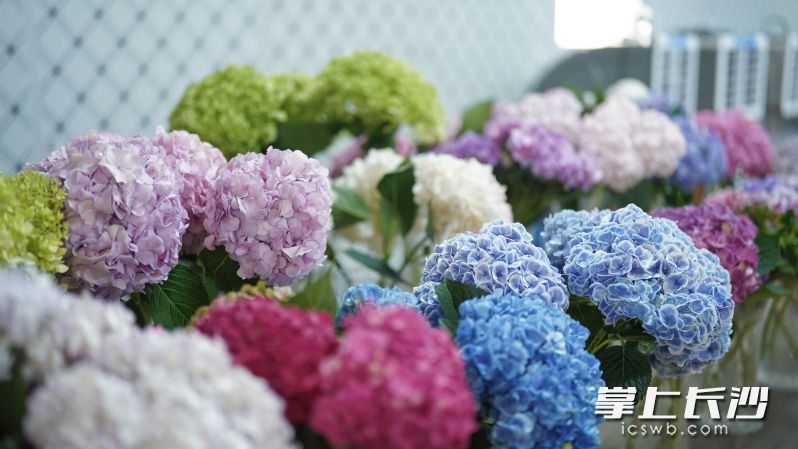 各类创新品种的绣球花。 各类创新品种的绣球花。