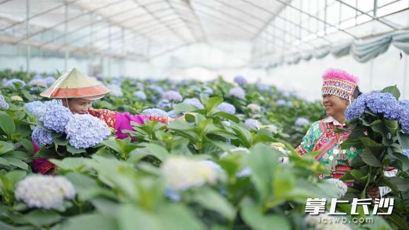 绣球盒马村工作花农进行采花。 绣球盒马村工作花农进行采花。