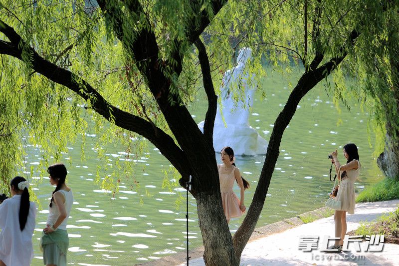 年轻人在年嘉湖畔的树荫下拍照打卡。 均为长沙晚报全媒体记者贺文兵摄