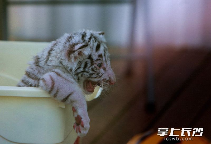呆在空调房里的小老虎，似乎在说“吹着空调好舒服”。