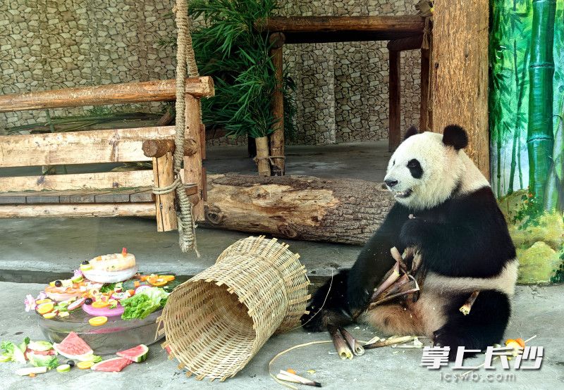 大熊猫望着西瓜等降暑食物，似乎在说“高温下的日子一样好过”。