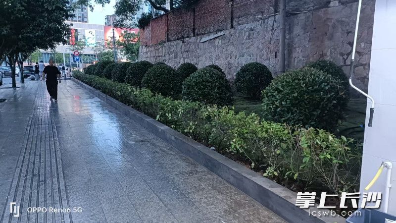 昔日垃圾成堆、蚊蝇乱飞的闲置荒地，如今成为草木葱茏、居民点赞的微景点。 通讯员 柳娜 摄