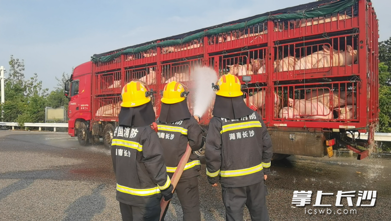消防员正在为生猪降温。 长沙晚报通讯员 宾顺富 摄
