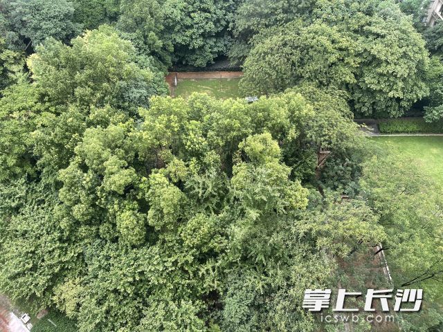 市气象台今日发布雷雨大风蓝色预警。  长沙晚报全媒体记者 舒元臻 摄