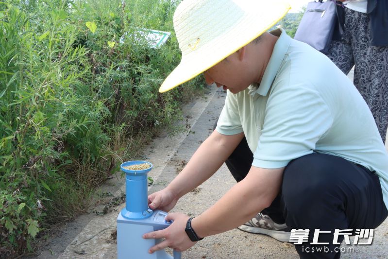 专家组成员正对收获的早稻进行含水量检测。