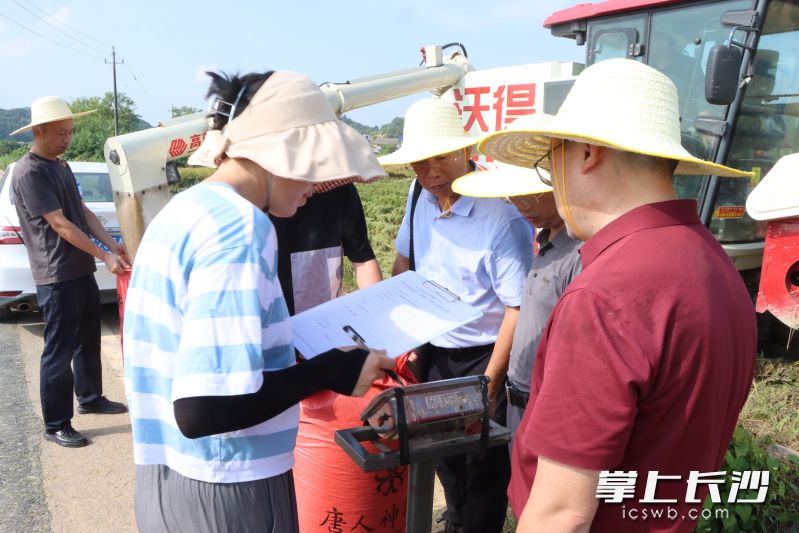 专家组正对测产地块收割的水稻进行称重记录。 