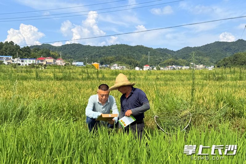 灰汤镇杏村村干部来到田间地头，向村民宣传延包政策并核对信息。 长沙晚报全媒体记者 张禹 通讯员 李梓尧 摄影报道