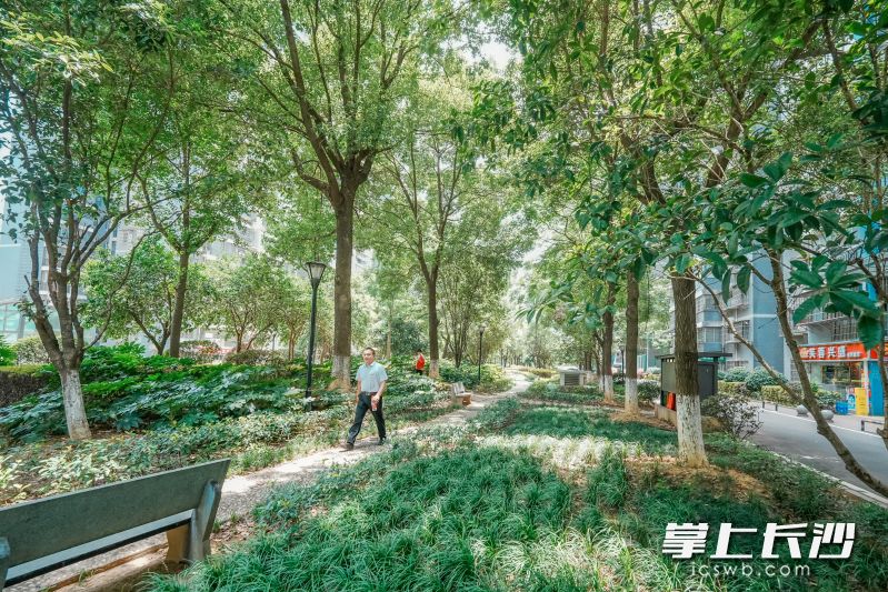 白沙湾嘉园小区内，绿化郁郁葱葱。 均为全媒体记者 陈飞 摄