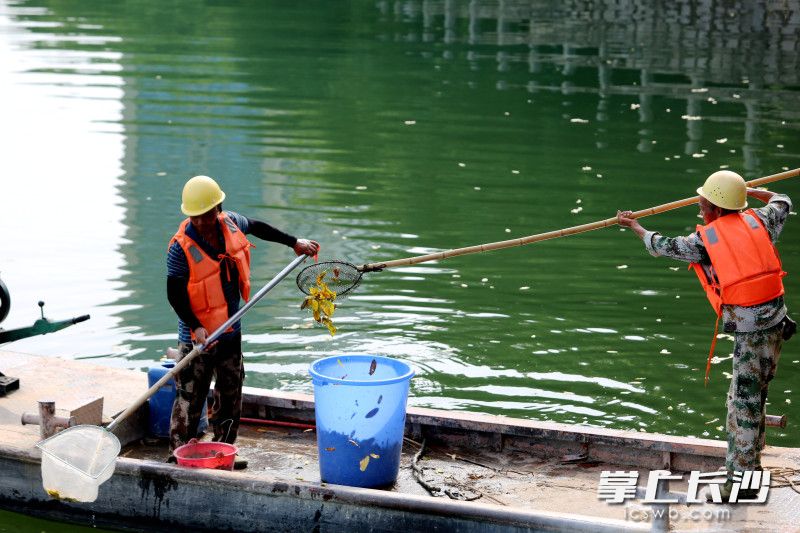 老钟和老张，在跃进湖上清洁水面。均为长沙晚报全媒体记者 贺文兵 摄