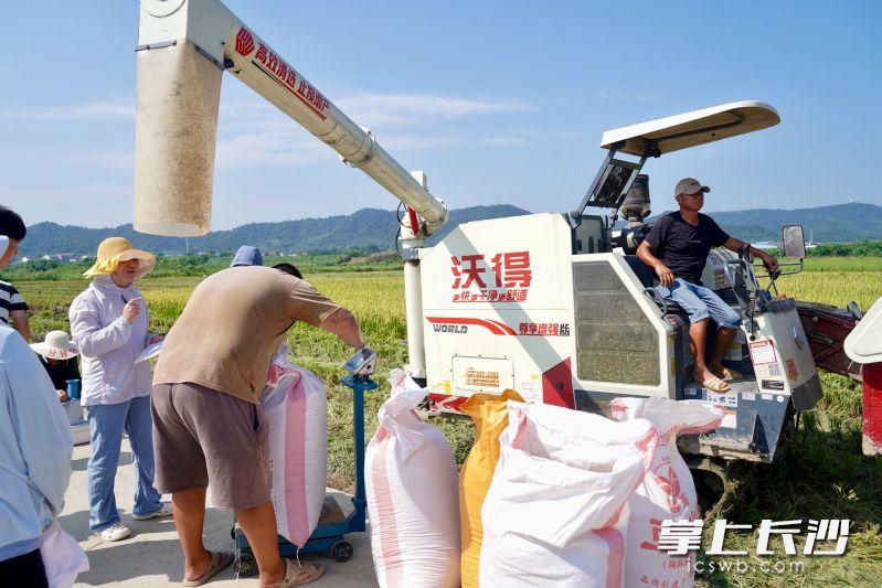 在宁乡市双凫铺镇合轩村种粮大户潘光跃的承包田里，来自宁乡市农业农村局的农技人员在进行测产。长沙晚报全媒体记者张禹 通讯员 段华良 摄影报道