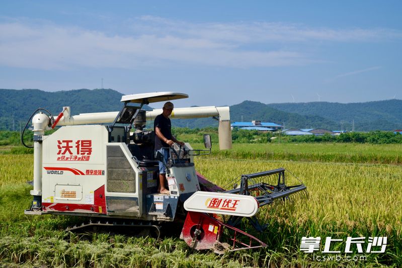 早稻连片成块集中种植，从播种到收割全程机械化。长沙晚报全媒体记者张禹 通讯员 段华良 摄影报道