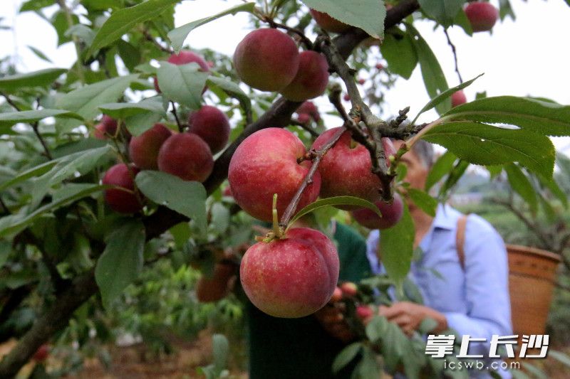 大围山下水果飘香。 长沙晚报全媒体记者 贺文兵 摄