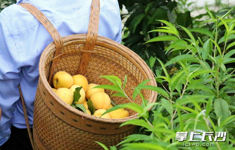 大围山，果农在收桃。 长沙晚报全媒体记者 贺文兵 摄