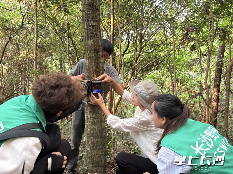 深入山林为穿山甲研究选取勘察点。