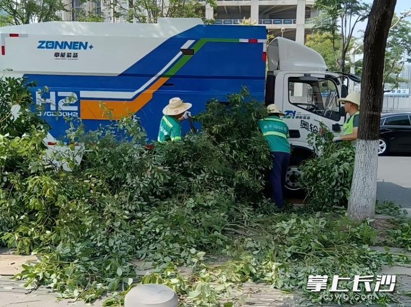 雨花区园林绿化维护中心组织专业人员、调配设备修剪树枝。 通讯员 杨志 摄